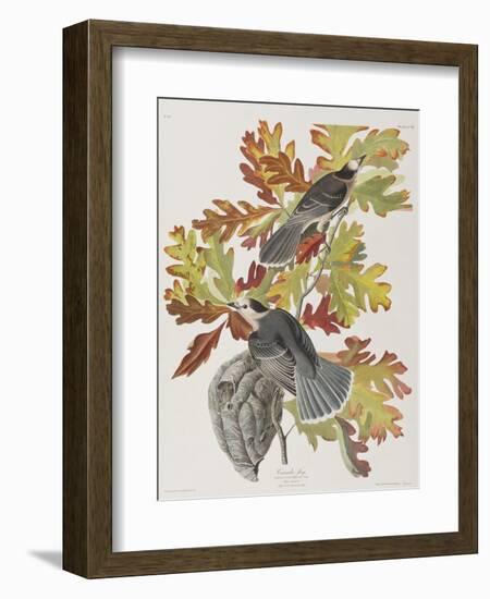 Illustration from 'Birds of America', 1827-38-John James Audubon-Framed Giclee Print