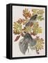 Illustration from 'Birds of America', 1827-38-John James Audubon-Framed Stretched Canvas