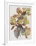 Illustration from 'Birds of America', 1827-38-John James Audubon-Framed Giclee Print