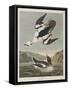 Illustration from 'Birds of America', 1827-38-John James Audubon-Framed Stretched Canvas