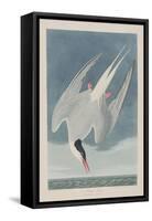 Illustration from 'Birds of America', 1827-38-John James Audubon-Framed Stretched Canvas