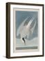 Illustration from 'Birds of America', 1827-38-John James Audubon-Framed Giclee Print