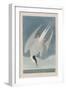 Illustration from 'Birds of America', 1827-38-John James Audubon-Framed Giclee Print