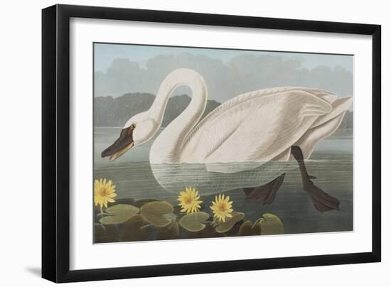 Illustration from 'Birds of America', 1827-38-John James Audubon-Framed Giclee Print