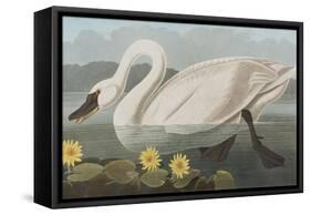 Illustration from 'Birds of America', 1827-38-John James Audubon-Framed Stretched Canvas