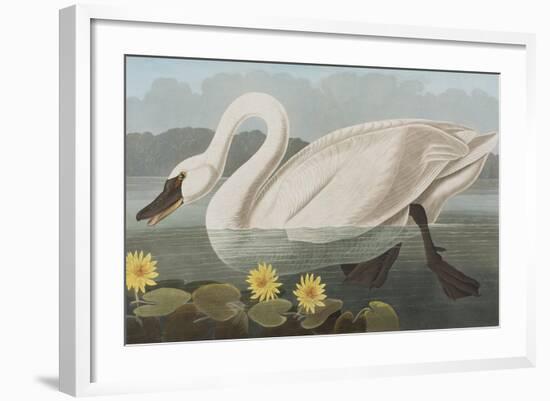 Illustration from 'Birds of America', 1827-38-John James Audubon-Framed Giclee Print