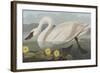 Illustration from 'Birds of America', 1827-38-John James Audubon-Framed Giclee Print