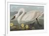 Illustration from 'Birds of America', 1827-38-John James Audubon-Framed Giclee Print