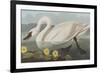 Illustration from 'Birds of America', 1827-38-John James Audubon-Framed Giclee Print