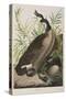 Illustration from 'Birds of America', 1827-38-John James Audubon-Stretched Canvas