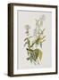 Illustration from 'Birds of America', 1827-38-John James Audubon-Framed Giclee Print