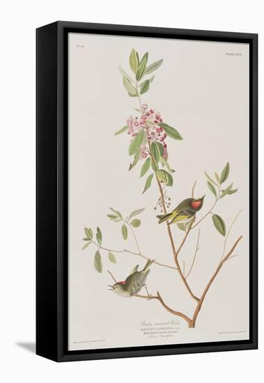 Illustration from 'Birds of America', 1827-38-John James Audubon-Framed Stretched Canvas