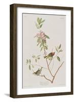 Illustration from 'Birds of America', 1827-38-John James Audubon-Framed Giclee Print