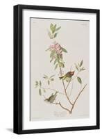 Illustration from 'Birds of America', 1827-38-John James Audubon-Framed Giclee Print