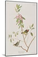 Illustration from 'Birds of America', 1827-38-John James Audubon-Mounted Giclee Print