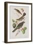 Illustration from 'Birds of America', 1827-38-John James Audubon-Framed Giclee Print