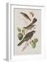 Illustration from 'Birds of America', 1827-38-John James Audubon-Framed Giclee Print