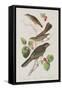 Illustration from 'Birds of America', 1827-38-John James Audubon-Framed Stretched Canvas