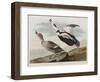 Illustration from 'Birds of America', 1827-38-John James Audubon-Framed Premium Giclee Print