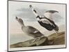 Illustration from 'Birds of America', 1827-38-John James Audubon-Mounted Premium Giclee Print