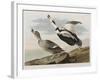 Illustration from 'Birds of America', 1827-38-John James Audubon-Framed Giclee Print