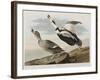 Illustration from 'Birds of America', 1827-38-John James Audubon-Framed Giclee Print