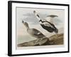 Illustration from 'Birds of America', 1827-38-John James Audubon-Framed Giclee Print