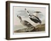 Illustration from 'Birds of America', 1827-38-John James Audubon-Framed Giclee Print