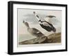 Illustration from 'Birds of America', 1827-38-John James Audubon-Framed Giclee Print