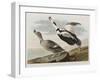 Illustration from 'Birds of America', 1827-38-John James Audubon-Framed Giclee Print