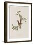 Illustration from 'Birds of America', 1827-38-John James Audubon-Framed Giclee Print