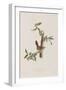 Illustration from 'Birds of America', 1827-38-John James Audubon-Framed Giclee Print