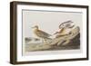 Illustration from 'Birds of America', 1827-38-John James Audubon-Framed Giclee Print