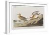 Illustration from 'Birds of America', 1827-38-John James Audubon-Framed Giclee Print