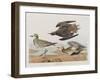 Illustration from 'Birds of America', 1827-38-John James Audubon-Framed Giclee Print