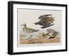 Illustration from 'Birds of America', 1827-38-John James Audubon-Framed Giclee Print