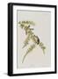 Illustration from 'Birds of America', 1827-38-John James Audubon-Framed Giclee Print