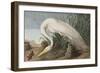 Illustration from 'Birds of America', 1827-38-John James Audubon-Framed Giclee Print