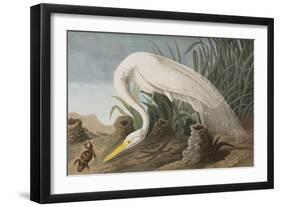 Illustration from 'Birds of America', 1827-38-John James Audubon-Framed Giclee Print