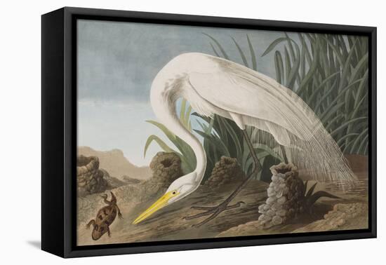 Illustration from 'Birds of America', 1827-38-John James Audubon-Framed Stretched Canvas