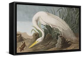 Illustration from 'Birds of America', 1827-38-John James Audubon-Framed Stretched Canvas