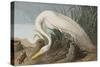 Illustration from 'Birds of America', 1827-38-John James Audubon-Stretched Canvas