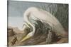 Illustration from 'Birds of America', 1827-38-John James Audubon-Stretched Canvas