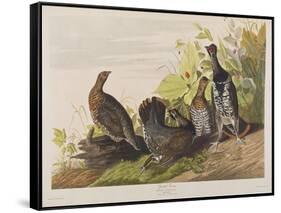 Illustration from 'Birds of America', 1827-38-John James Audubon-Framed Stretched Canvas