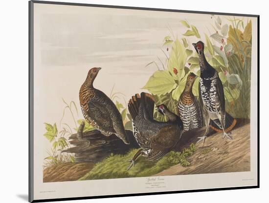 Illustration from 'Birds of America', 1827-38-John James Audubon-Mounted Giclee Print