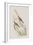 Illustration from 'Birds of America', 1827-38-John James Audubon-Framed Giclee Print