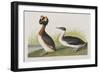 Illustration from 'Birds of America', 1827-38-John James Audubon-Framed Giclee Print