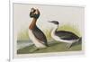 Illustration from 'Birds of America', 1827-38-John James Audubon-Framed Giclee Print