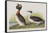 Illustration from 'Birds of America', 1827-38-John James Audubon-Framed Stretched Canvas