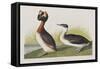 Illustration from 'Birds of America', 1827-38-John James Audubon-Framed Stretched Canvas